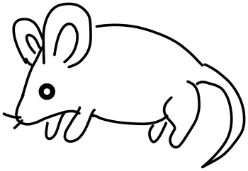 How to draw Mouse step by step