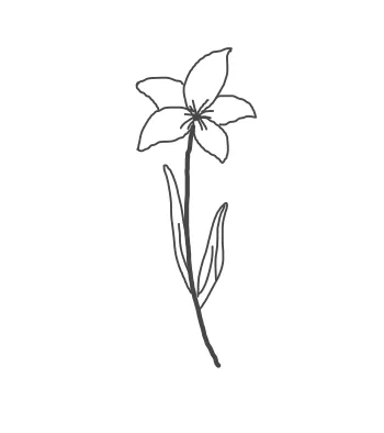 How to draw Simple Flower step by step